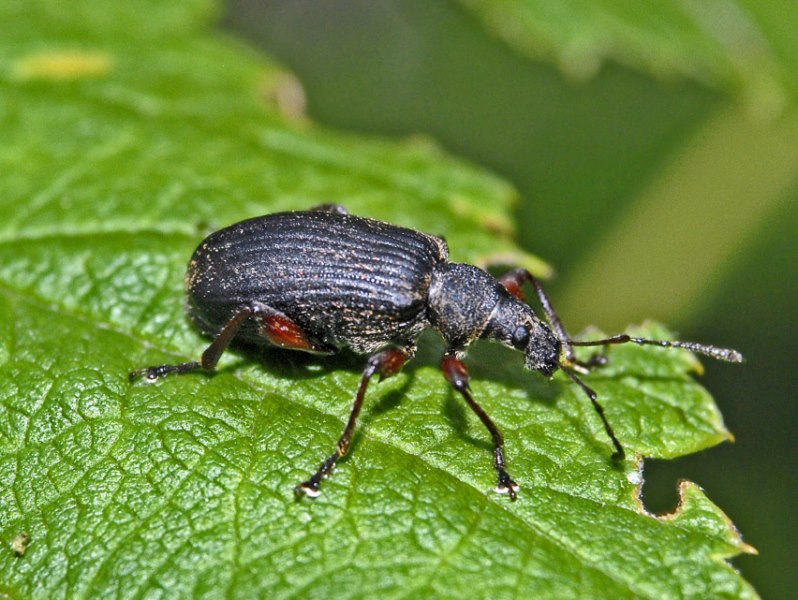 Curculionidae:  Phyllobius glaucus